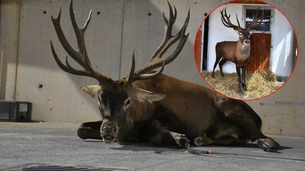 SON DAKİKA… Tüm Türkiye onu konuşuyor… İzmir’deki yaralı geyikten haber var!