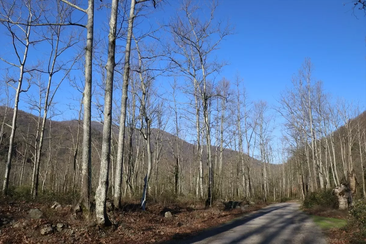 Çınar Gen Ormanı’ndaki Hastalık Araştırılıyor